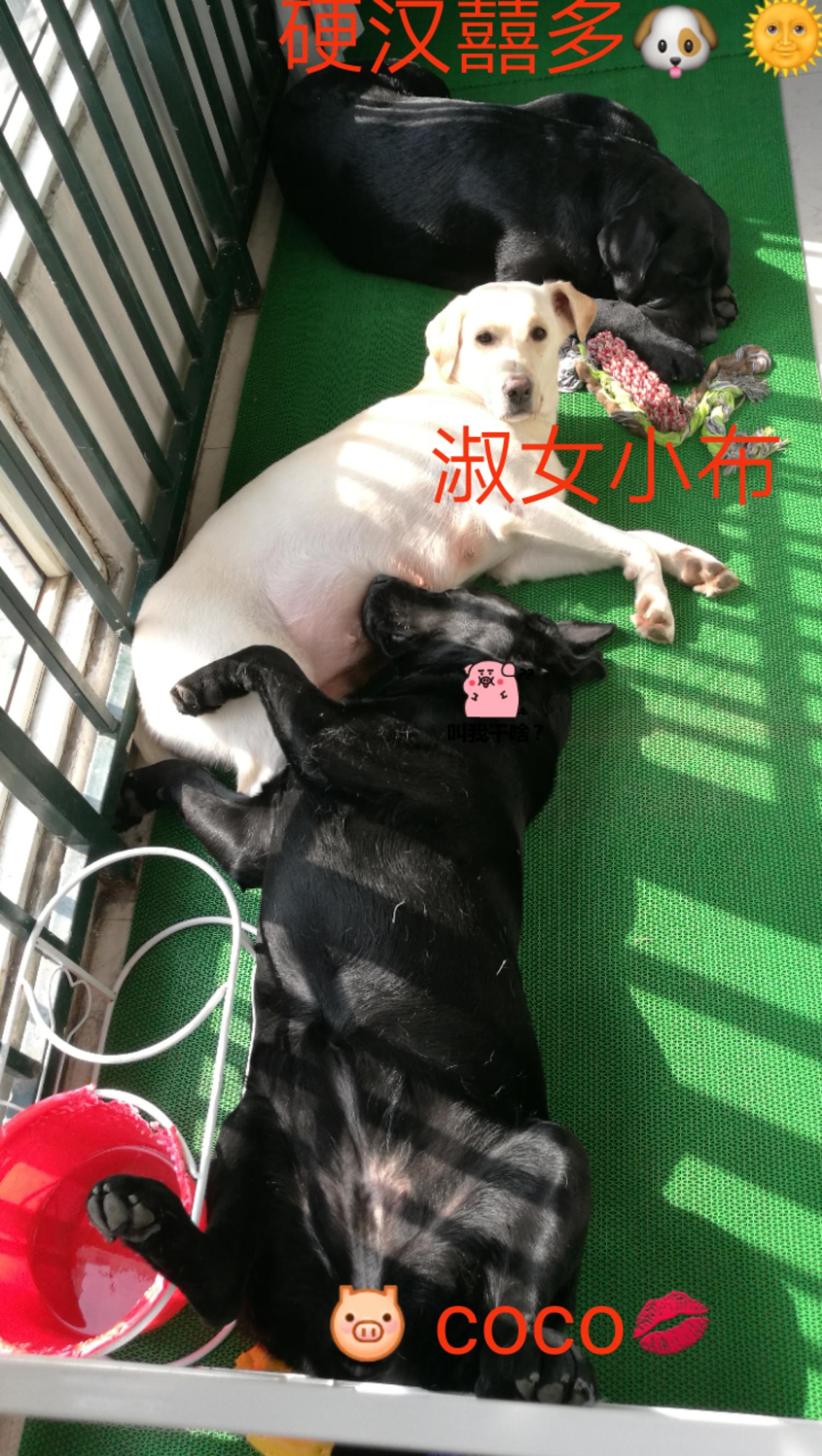 拉布拉多幼犬得传染病,拉布拉多犬得了狗瘟能活多久
