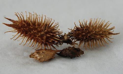 造假最多的十个中药材,名贵中药材造假的有哪些