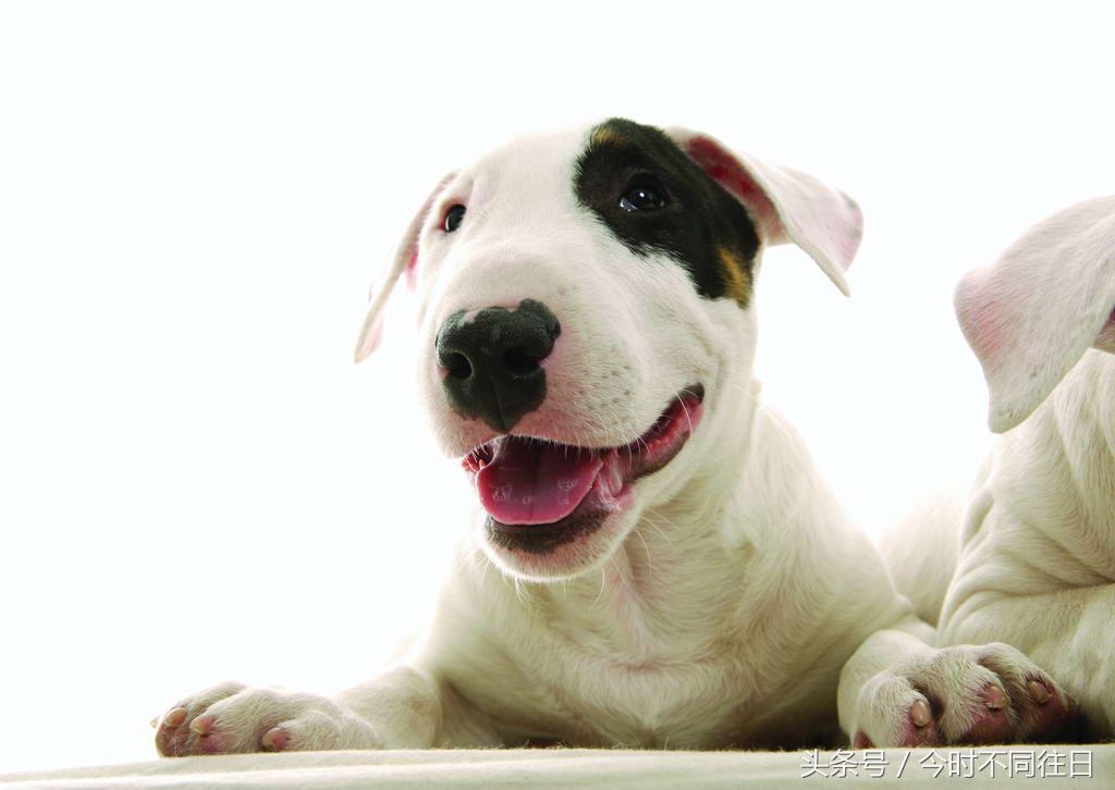 82年属狗化解太岁的吉祥物,82年狗在2024年犯太岁怎么处理