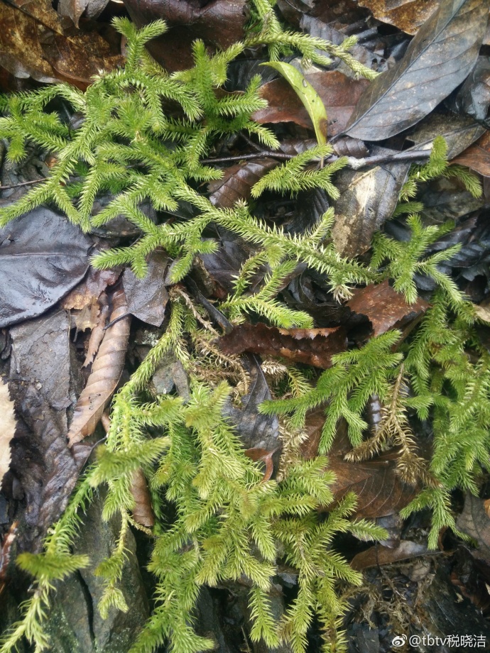 探索湖北五峰虎眼天坑,湖北天坑未解之谜