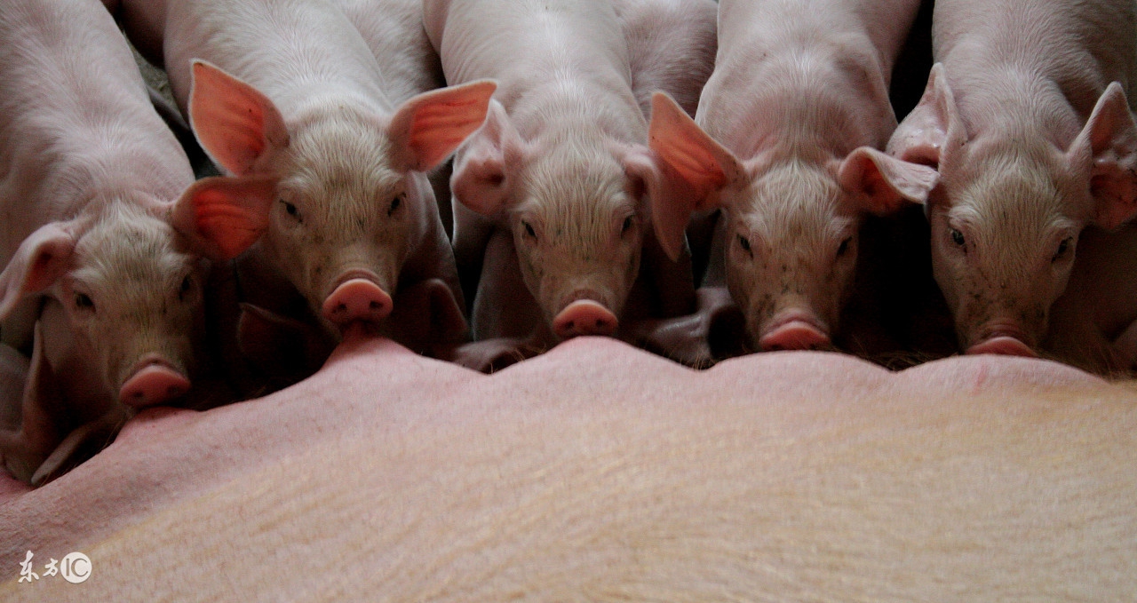 怎样区分仔猪病毒性和细菌性腹泻,仔猪腹泻的预防与管理论文