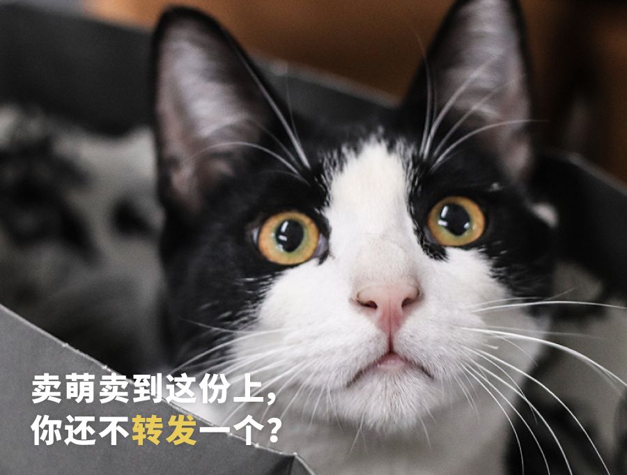 东南亚最好吃的虾片牌子,新加坡餐厅里的虾片