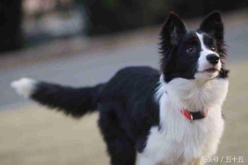 边牧太瘦掉毛,边牧狗狗偏瘦怎样喂才能长胖