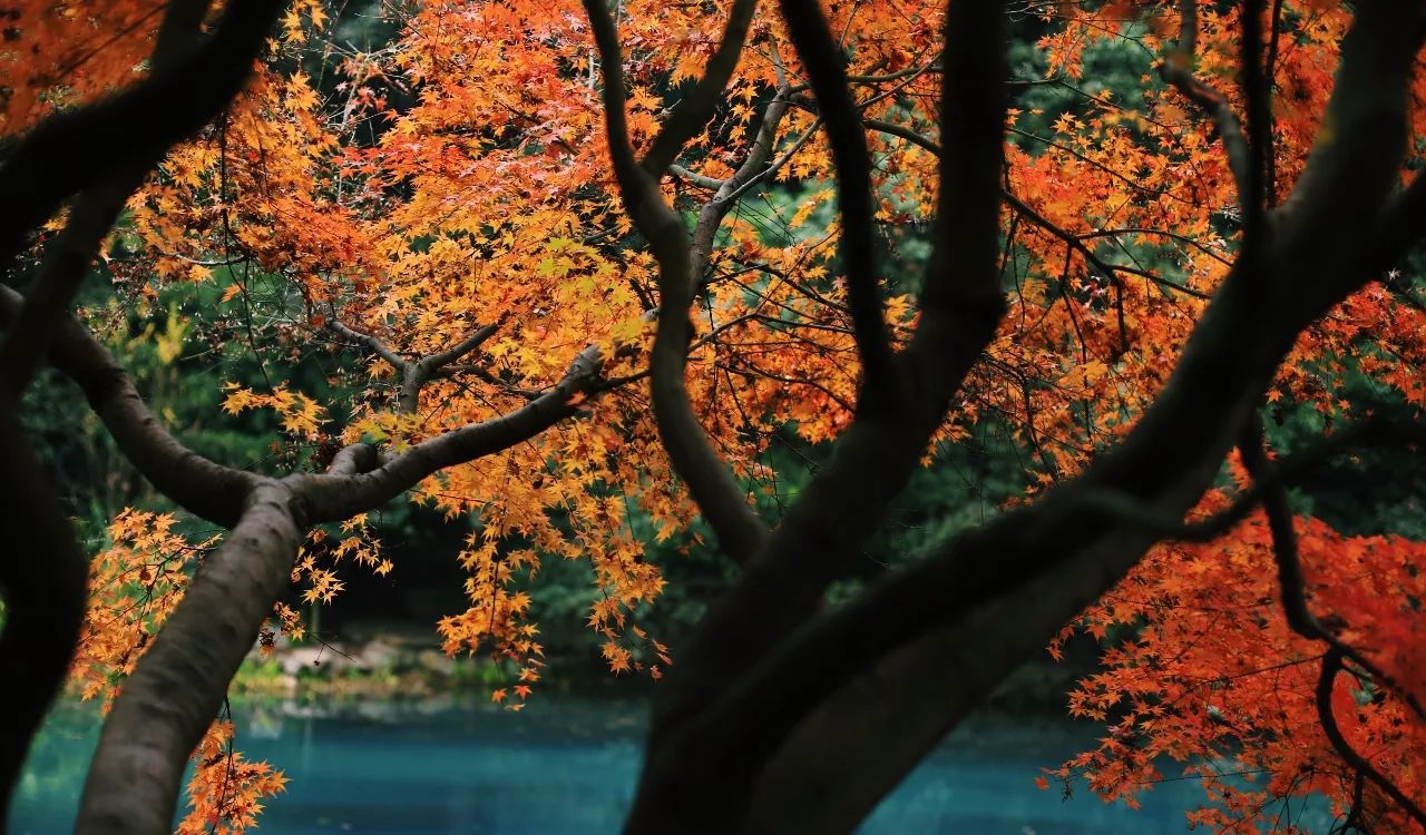 2018年浙江地方景点旅游日历大合集!含杭州,建德,温州,金华!