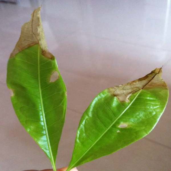 家里发财树叶子黄了怎么办,家里的发财树叶子发黄是怎么回事