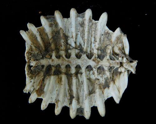 造假最多的十个中药材,名贵中药材造假的有哪些