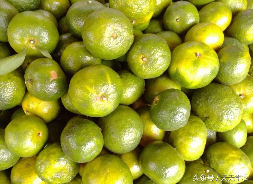 柑橘五大品种的特点和优势,柑橘品种介绍视频