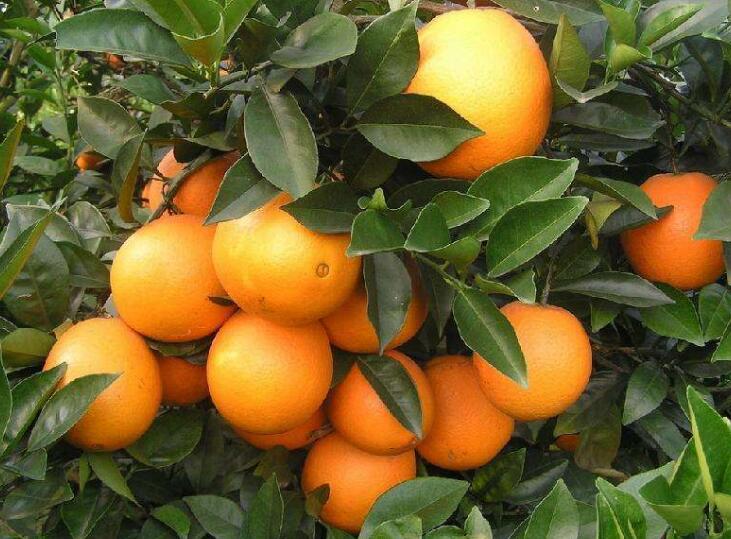 菜鸟产地仓是干什么的 (菜鸟乡村产地仓)