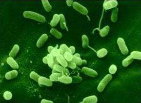 绿脓杆菌致儿童死亡率极高，但做爸妈的更要注意这两种病菌！