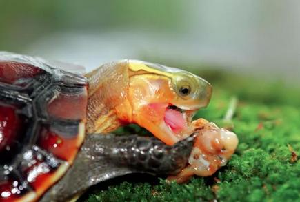 黄缘龟喜欢你的表现,喜欢黄缘龟