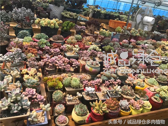 美爆了的韩国多肉植物大棚