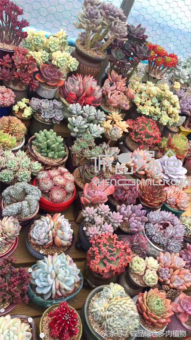 美爆了的韩国多肉植物大棚
