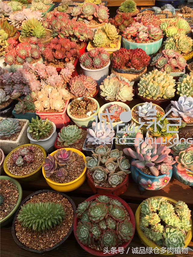 美爆了的韩国多肉植物大棚