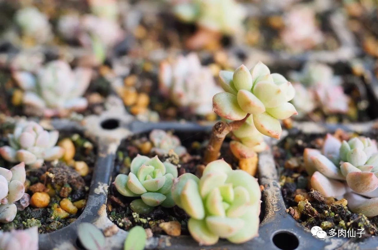多肉很便宜了怎么养,多肉最难伺候的方法