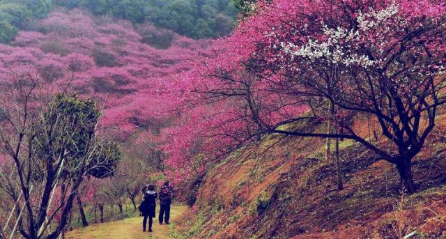 2018年浙江地方景点旅游日历大合集!含杭州,建德,温州,金华!