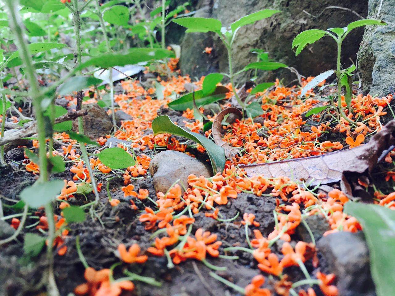 2018年浙江地方景点旅游日历大合集！含杭州，建德，温州，金华！