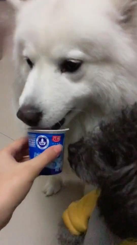 狗狗喂药好难喂怎么喂才好,如何正确给狗狗喂液体药