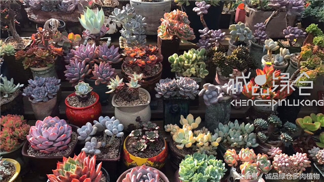 美爆了的韩国多肉植物大棚