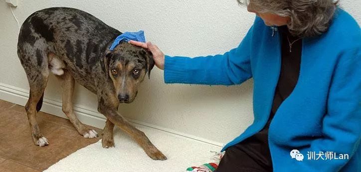 小狗为什么突然身体僵硬了,狗狗和人在一起呼吸有问题