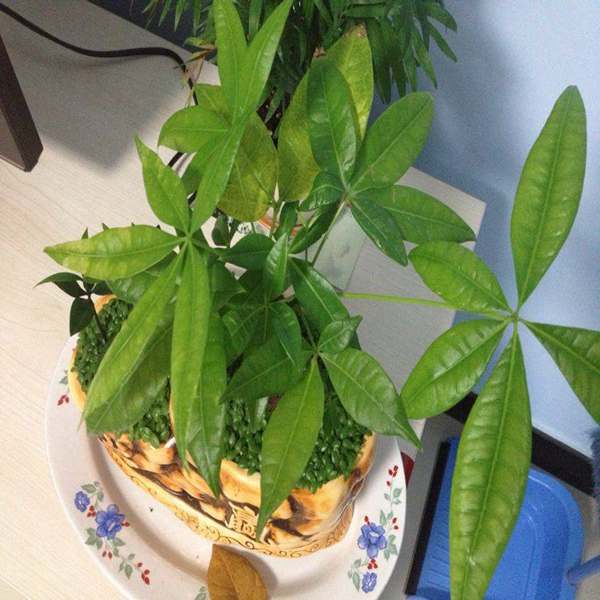 家里发财树叶子黄了怎么办,家里的发财树叶子发黄是怎么回事