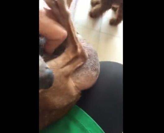 流浪狗得癌症,流浪狗患肿瘤的视频