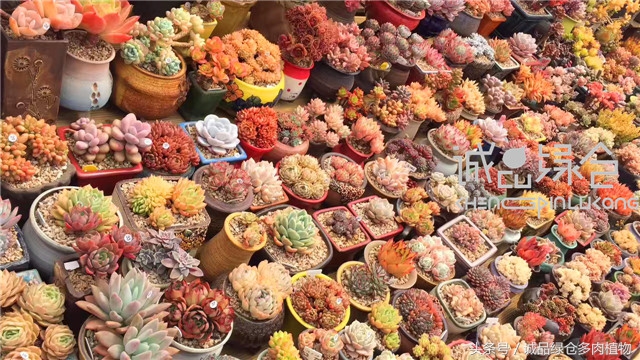 美爆了的韩国多肉植物大棚