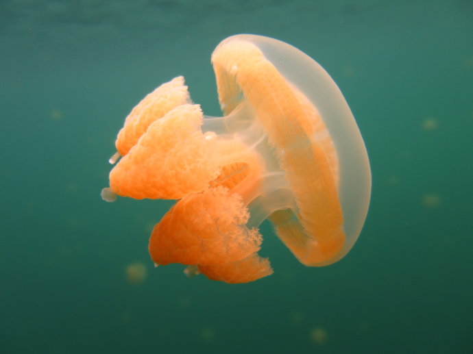 帕劳海底世界,帕劳七色海全景图