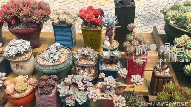 美爆了的韩国多肉植物大棚