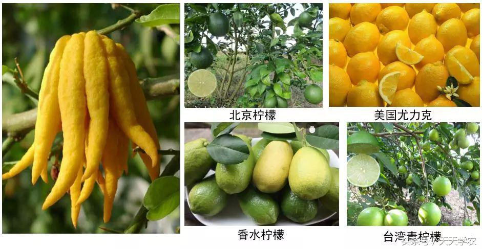 广西沃柑和象山红美人,柑橘品种大全绿柑