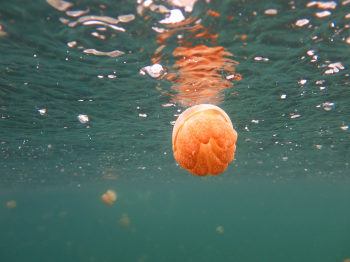 帕劳海底世界,帕劳七色海全景图
