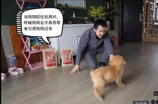 狗狗的衔取、咬吐训练——小课堂大学问！