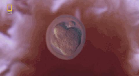 卵子和精子相遇……怎么就变成小孩了？