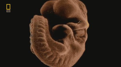 卵子和精子相遇……怎么就变成小孩了？