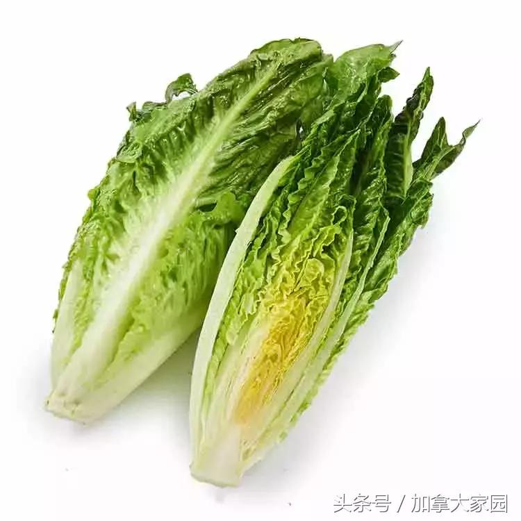 紧急！E.coli0157:H7杀到，最近美国，加拿大的生菜都别吃了！