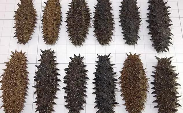 带您了解世界海参,你知道全球有多少种鲨鱼吗