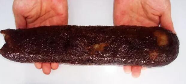 海参也有很多种,全世界所有可以吃的海参