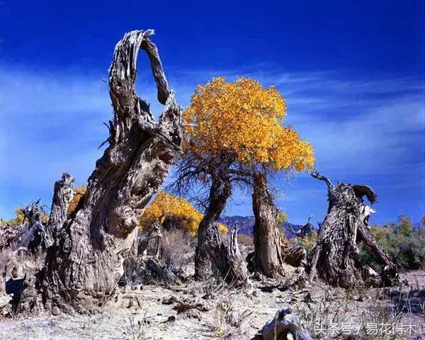 凉州词王之涣台词,王之涣凉州词简介