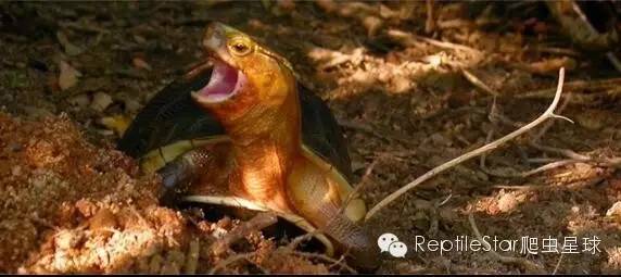 最合适的水环境,半水龟环境布置