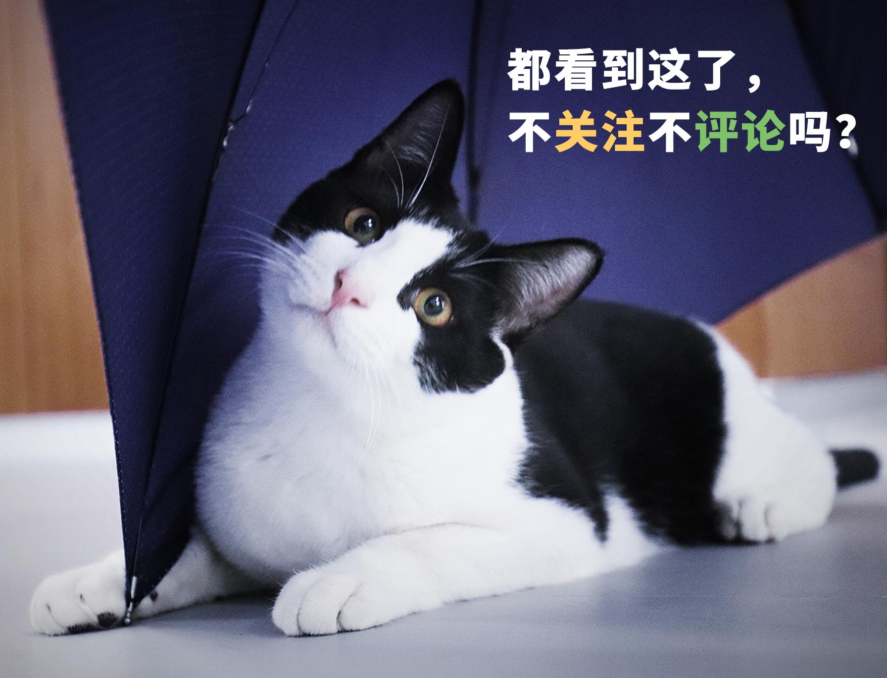 世界上最好吃的威化巧克力,世界上最好吃的威化饼干