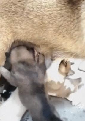 小猪喝奶混入只小狗狗,小狗混进猪群抢奶喝