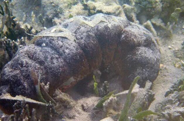 带您了解世界海参,你知道全球有多少种鲨鱼吗