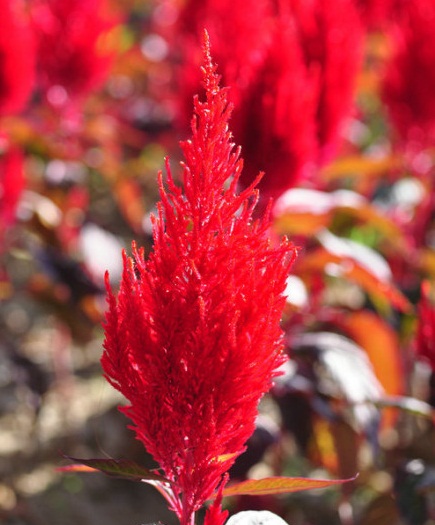 北京国际鲜花港直播,北京国际鲜花港可以带狗狗吗