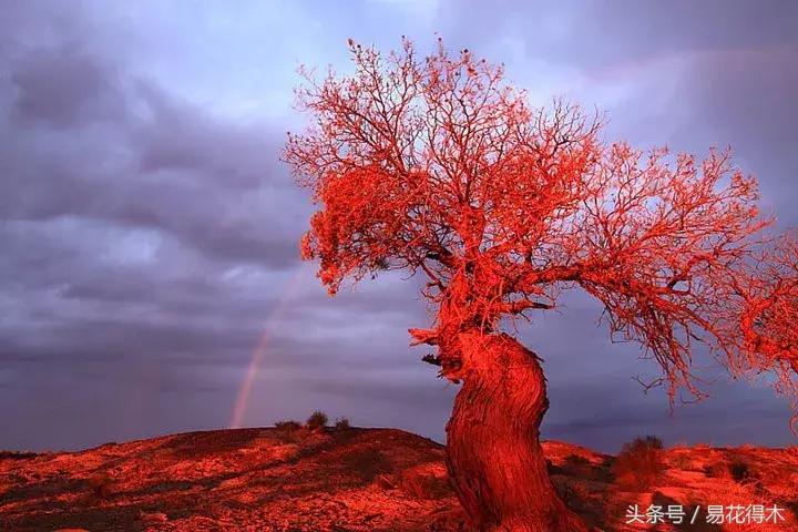 凉州词王之涣台词,王之涣凉州词简介