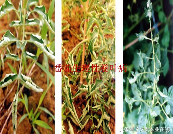 番茄叶面卷曲是什么原因,番茄新叶向下卷曲皱缩