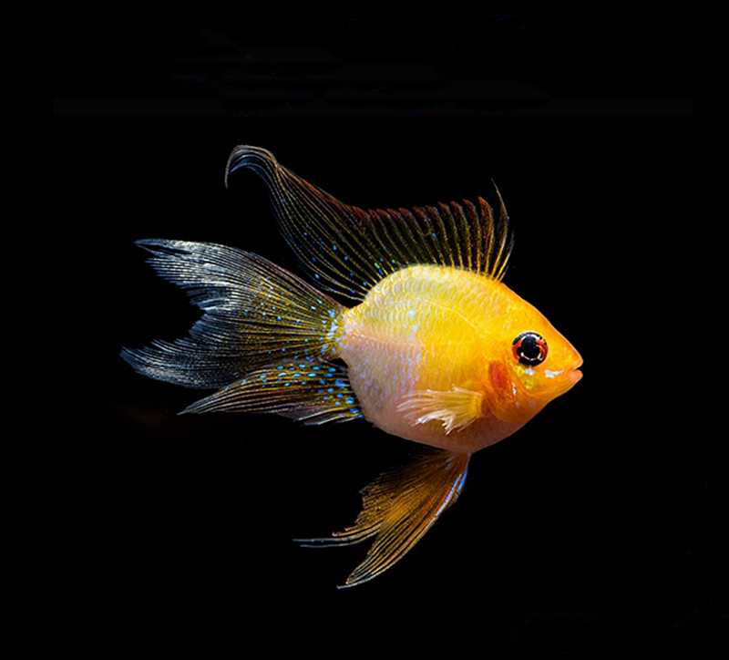 原来金波子才是最受欢迎观的赏鱼，看到红脸蛋就想马上养几条