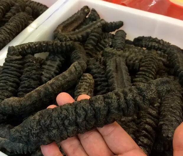 带您了解世界海参,你知道全球有多少种鲨鱼吗