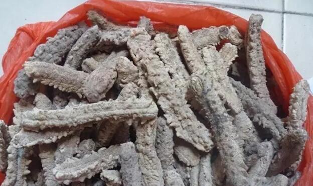 带您了解世界海参,你知道全球有多少种鲨鱼吗