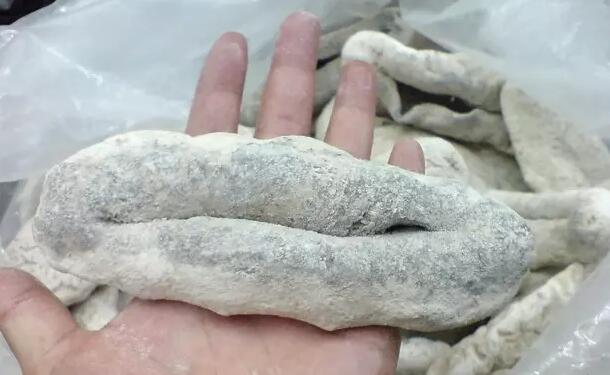 海参有上千种都是一样的吗,全世界海参有多少品种