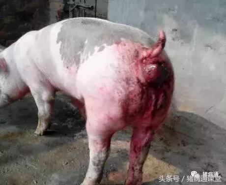 不要小瞧任何一种动物,不要小瞧动物