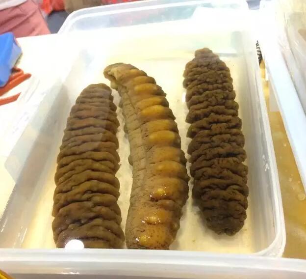 海参也有很多种,全世界所有可以吃的海参
